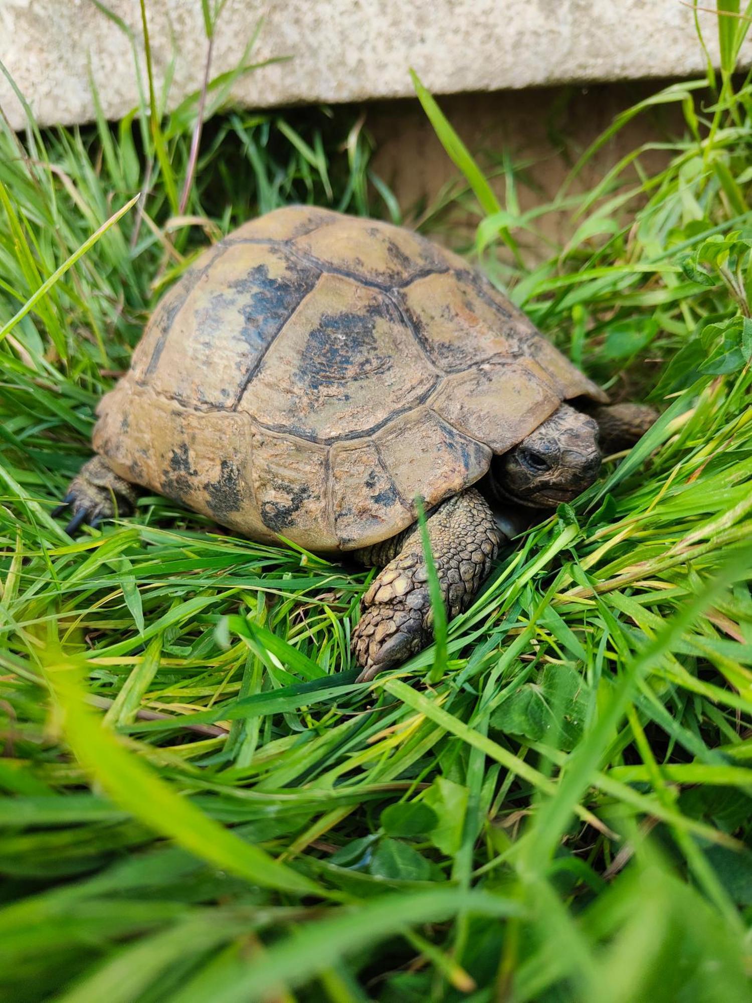 Le Gite De La Tortue Bayeux Esterno foto